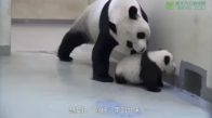 Yavrusunu Yatağa Götüren Anne Panda