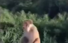 Maymuna Yiyecek Olarak Patlayıcı Vermek