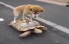 Yürümemek İçin Kaplumbağayı  Kullanan Köpek