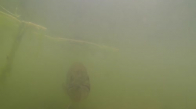 GoPro Yardımıyla Balık Tutan Adam