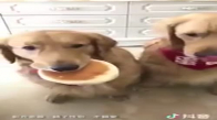 Arkadaşlarıyla Birlikte Yemek Yiyen Köpekler