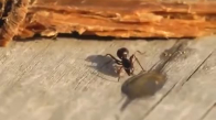 Yere Düşen Bir Damla İçkiyi İçip Sarhoş Olan Karınca