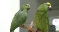 Papağanların Değişik Şarkı Söylemesi