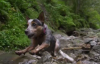 Wingsuit Atlayışını Yapan Dünyanın İlk Köpeği