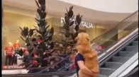 Yürüyen Merdiven Korkusuyla Sahibine Sıkıca Sarılan Köpek