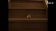 Merdivenlerden Tırmanmaya Çalışan Hamster
