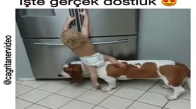 Köpekle Bebeğin Dostluğu