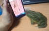 Kurbağanın Diliyle Samsung Telefon ile İmtihanı