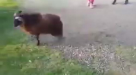 Keçinin Bisiklete Saldırması