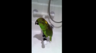 Duşta Şarkı Söyleyen Papağanın Keyfi