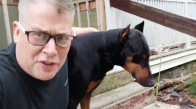Başına Konulan Dondurmayı Saniyede Ağzına İndiren Köpek
