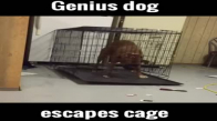 Hapisten Kaçan Akıllı Köpek