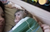 Yatağından Kalkmak İstemeyen Maymun