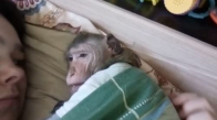 Yatağından Kalkmak İstemeyen Maymun