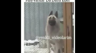 Hayvanların Dansı