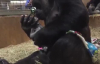 Yeni Doğum Yapan Gorilin Yavrusuna Anne Şefkati Gösterdiği Muhteşem Anlar 