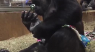 Yeni Doğum Yapan Gorilin Yavrusuna Anne Şefkati Gösterdiği Muhteşem Anlar 