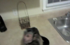 Biberonla Beslenen Maymun