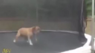 Trambolinde Zıplayarak Eğlenen Köpek
