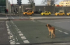 Sokak Köpeği Yeşil Işığı Beklerken Yaya Kırmızıda Geçiyor