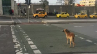 Sokak Köpeği Yeşil Işığı Beklerken Yaya Kırmızıda Geçiyor