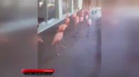 Tampa’da Flamingolar Tahliye Edildi