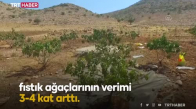 Yağmur suyuyla sulanan fıstık ağaçlarının verimi arttı