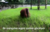 Ziyaretçilerin Verdiği Sigarayı Tüttüren Orangutan 