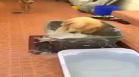 Su İle Oynayan Köpeğin Mutluluğu