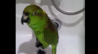 Duşta Şarkı Söyleyen Papağan