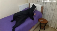 Okula Uyanma Şekilleri