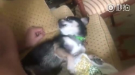 Öpülmeyi Çok Seven Köpek