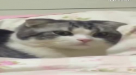 Şoka Giren Kedi