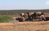 Fil Sürüsünün Suya Düşen Yavru fili Kurtarma Operasyonu