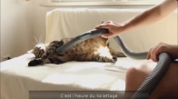 Elektirikli Süpürge İle Temizlenen Kediler