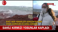 Kadıköy Caddebostan Sahilini Kırmızı Yosunlar Kapladı! İşte Görüntüler 