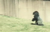 İnsan Gibi Yürüyen Goril