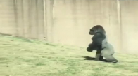 İnsan Gibi Yürüyen Goril