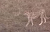 Çita Ziyaretçilerini Şok Etti