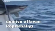 Tekneye Atlayan Köpekbalığı 'nın Korkuluklara Sıkışması