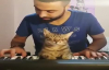 Kedinin Piyanoyla Romantik Anları