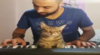 Kedinin Piyanoyla Romantik Anları