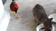 Yiyecek için savaş ( tavuk & kedi. )