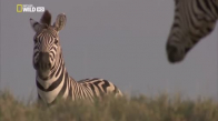 Yeni Doğan Yavruyu Öldüren Erkek Zebra