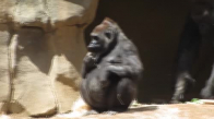 Çok Acayip Haşin Bakışlı Baba Goril