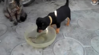 Kediye Yardımcı Olan Köpek