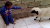 Çocuk Ve Kuzunun Güldüren Kavgası