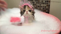 Banyo Yapan Yavru Kedi