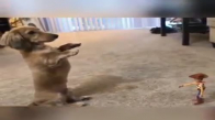 Oyuncağa Teslim Olan Sevimli Köpek