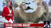 Aslan geliyor, kaçın!